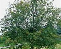 hop hornbeam.jpg